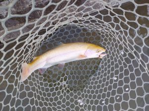 4月5日（日）八王子市　平山さん