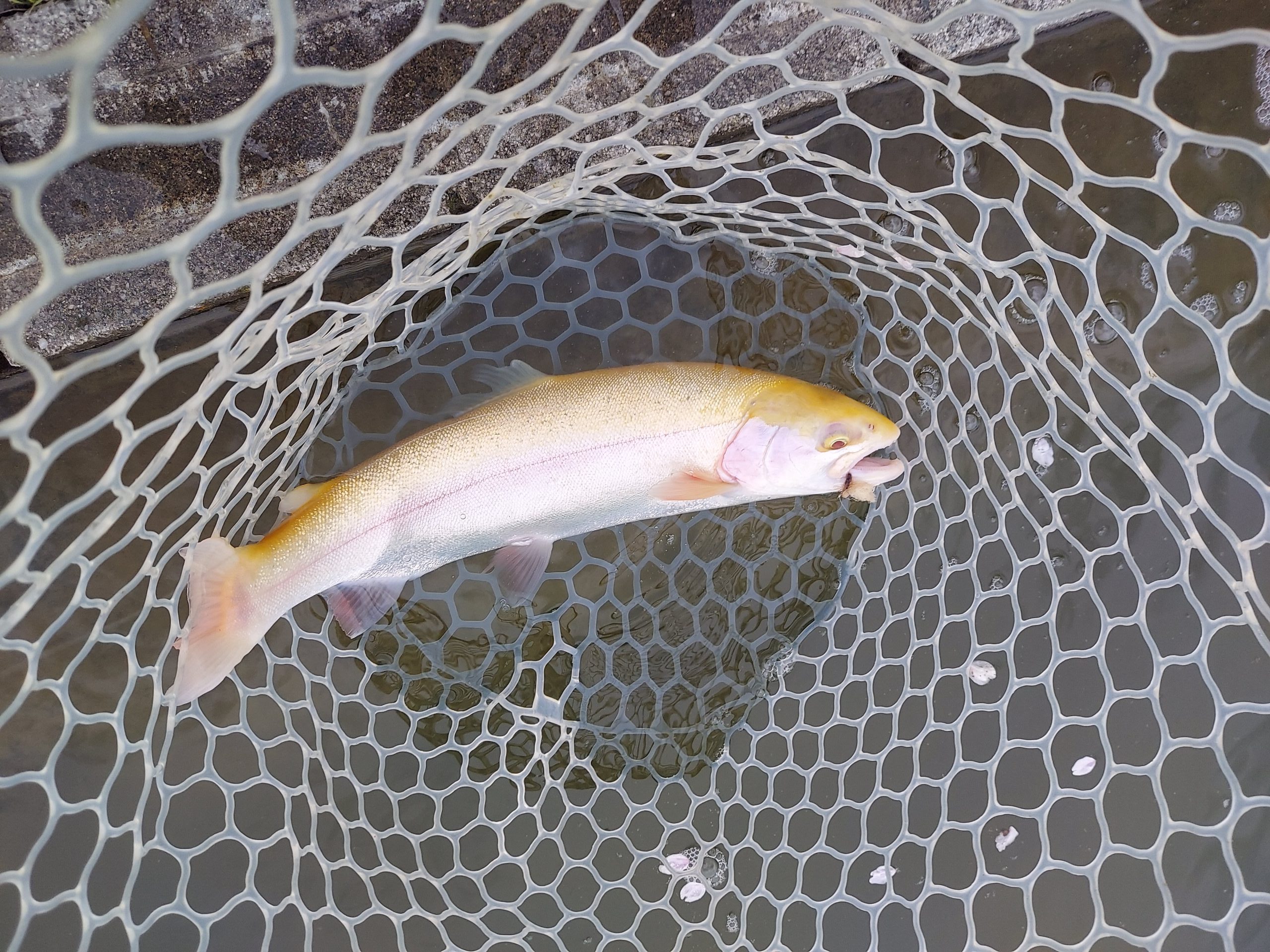 4月5日（日）八王子市　平山さん