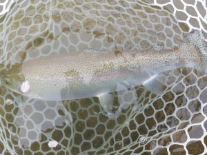 4月5日（日）武蔵野市　武蔵野金魚さん