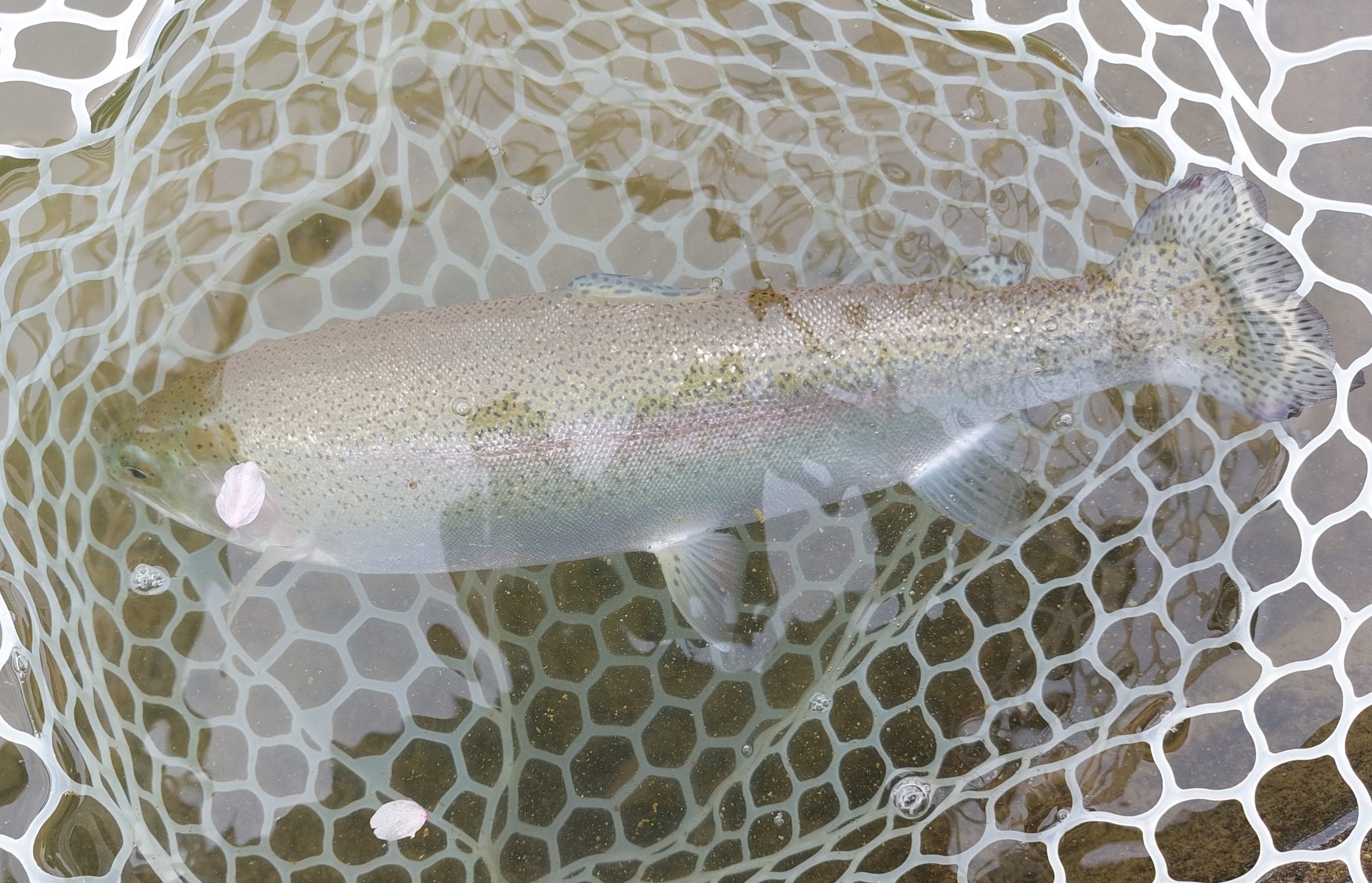 4月5日（日）武蔵野市　武蔵野金魚さん