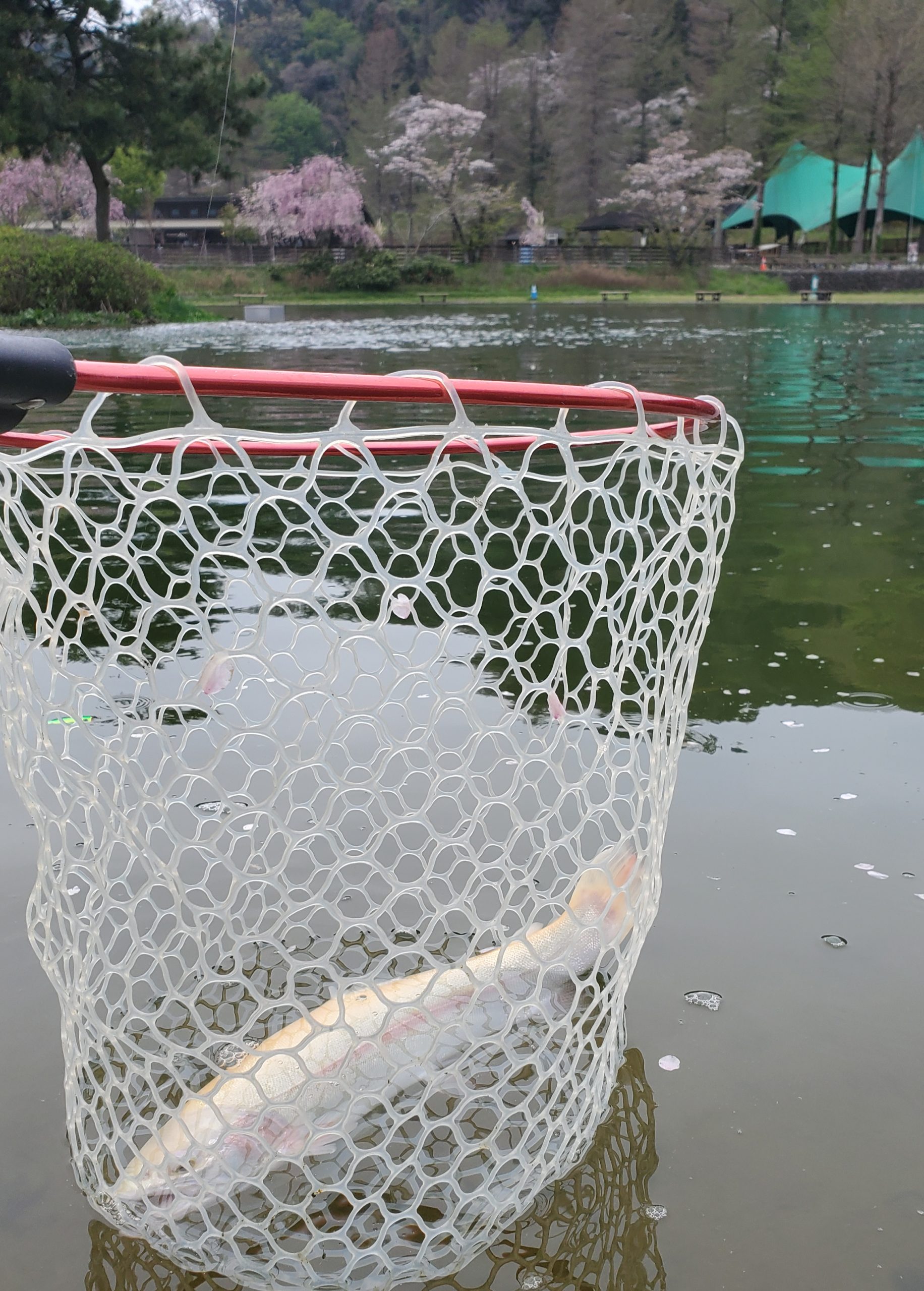 4月7日(火)入間市 団子鱒さん