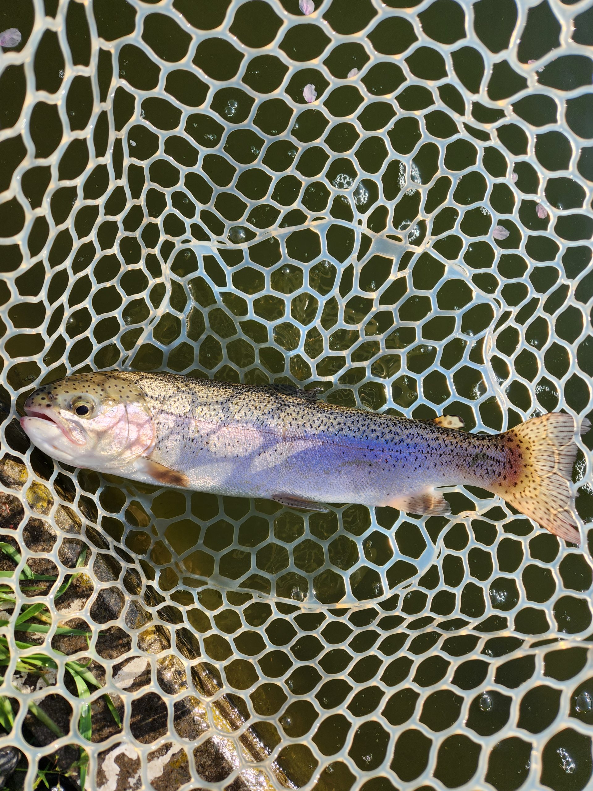 4月8日（水）あきる野市　a…hiranoさん