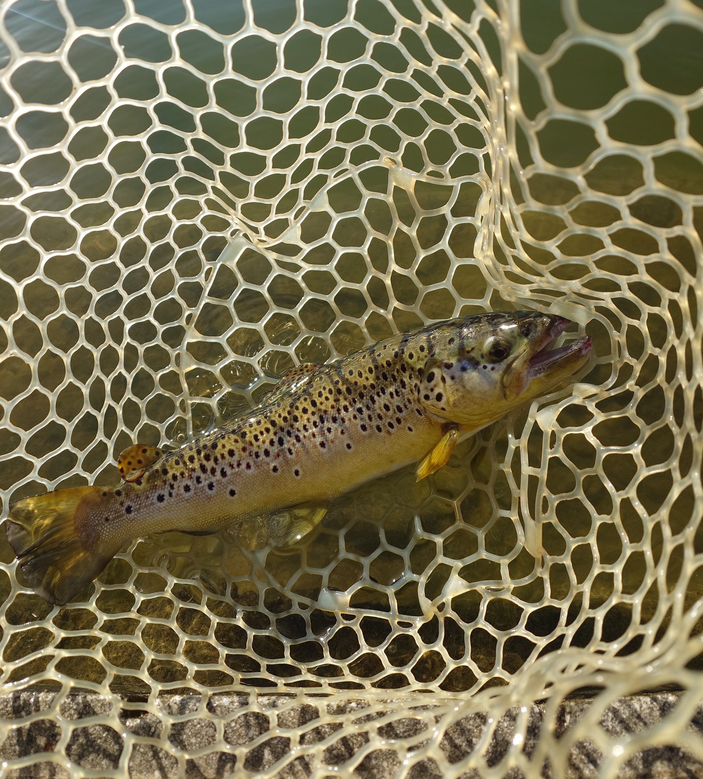 4月8日（水）坂戸市　イチローさん