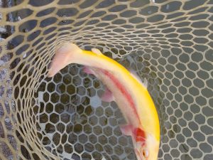 4月10日（金）八王子市　平山さん