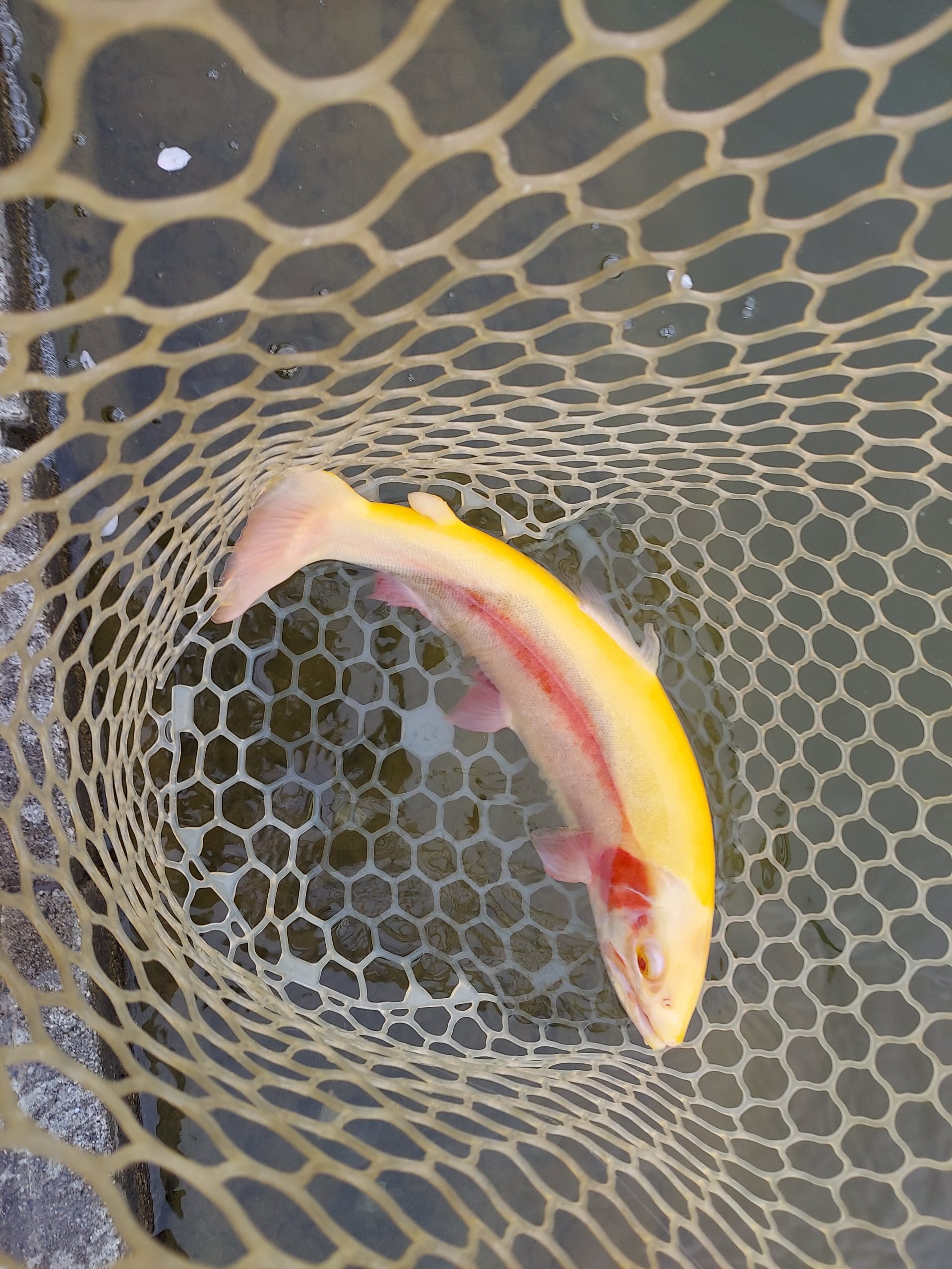 4月10日（金）八王子市　平山さん