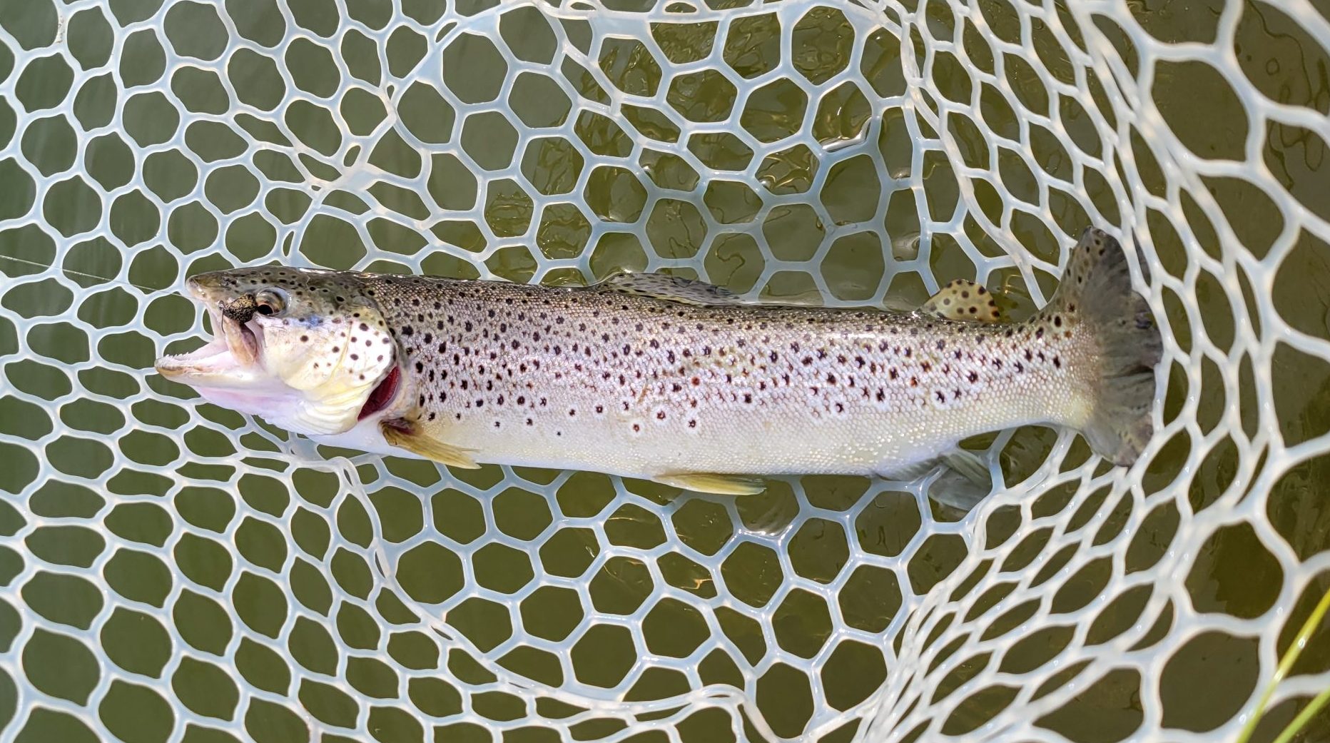 4月12日(日)八王子市 ウスイさん