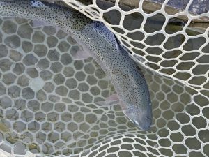 4月12日（日）杉並区　さいとうさん