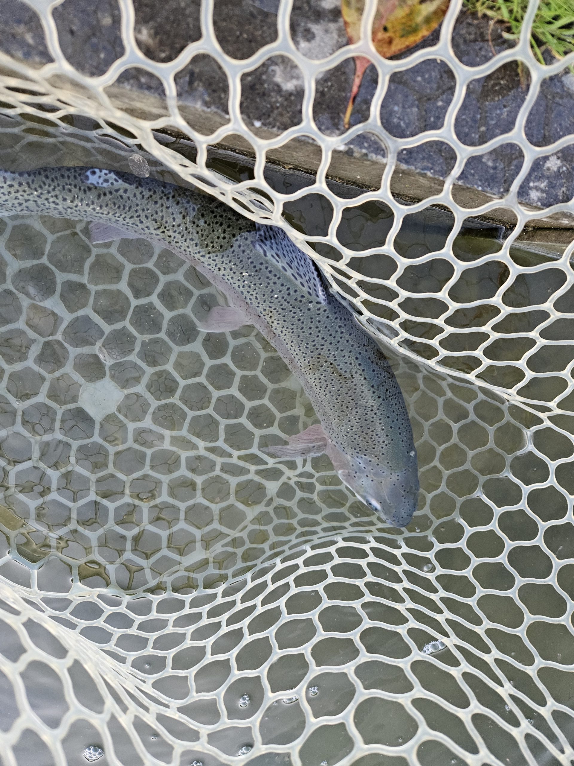 4月12日（日）杉並区　さいとうさん