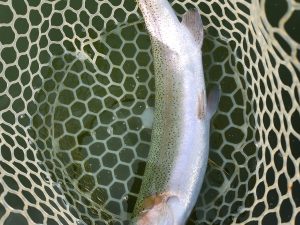 4月17日(金)　あきる野市　a…hiranoさん