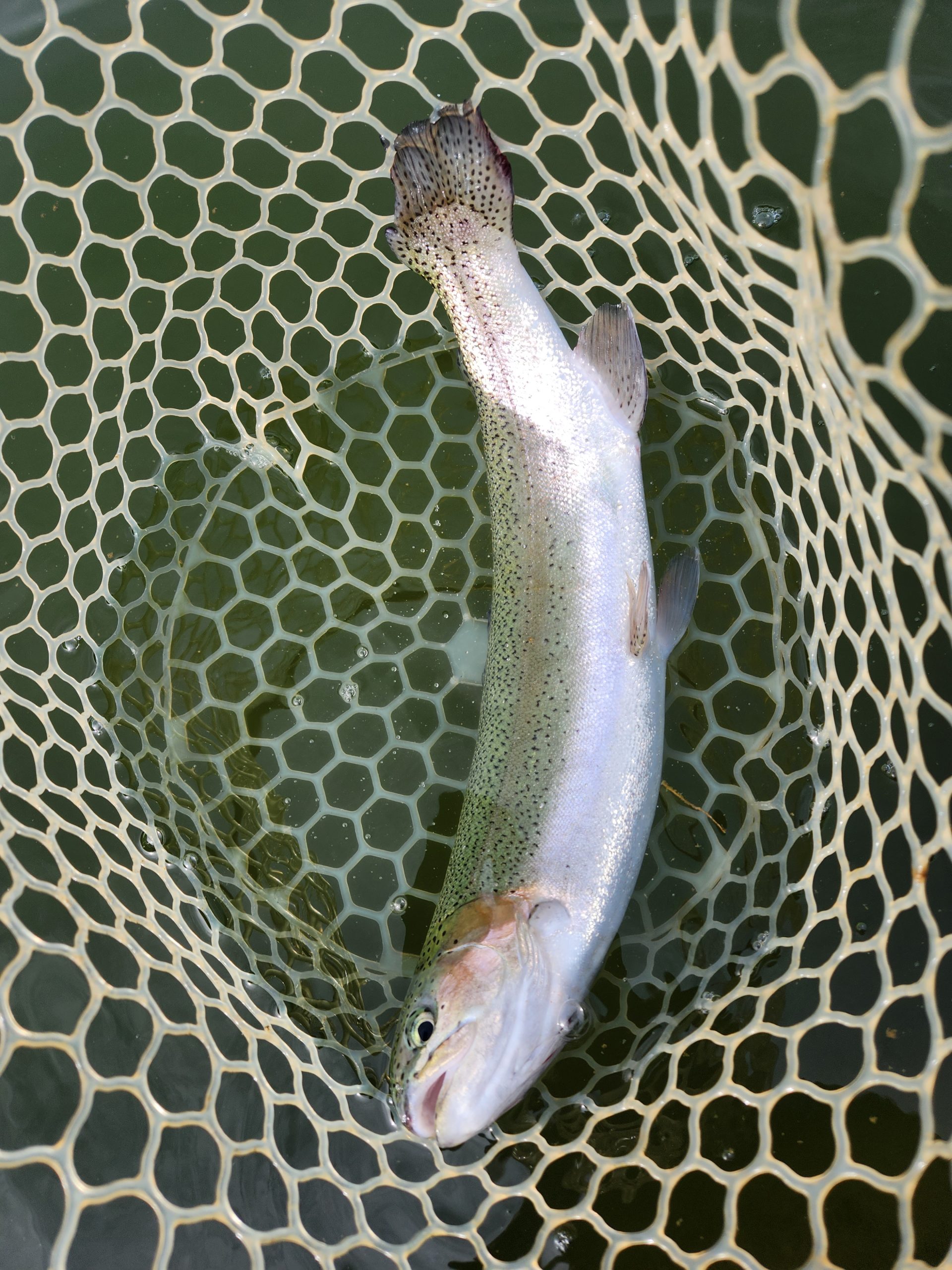 4月17日(金)　あきる野市　a…hiranoさん