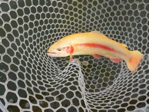 4月18日（土）稲城市　はやてんさん