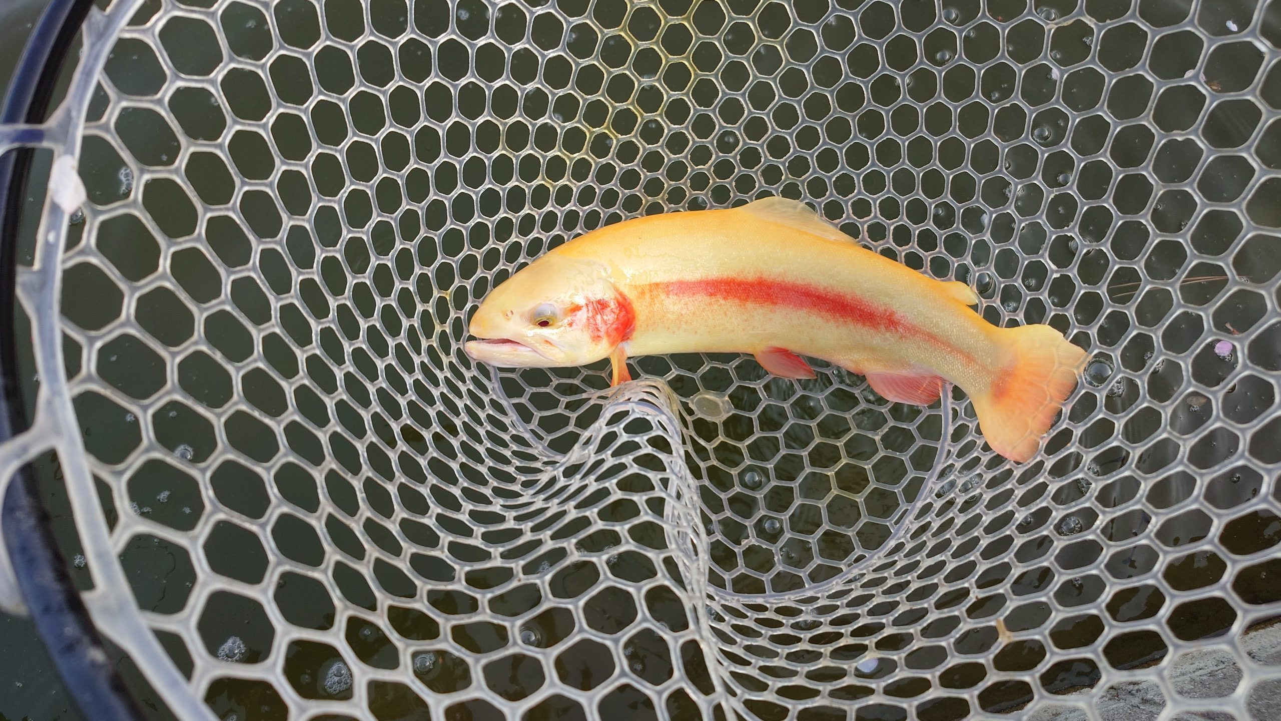 4月18日（土）稲城市　はやてんさん