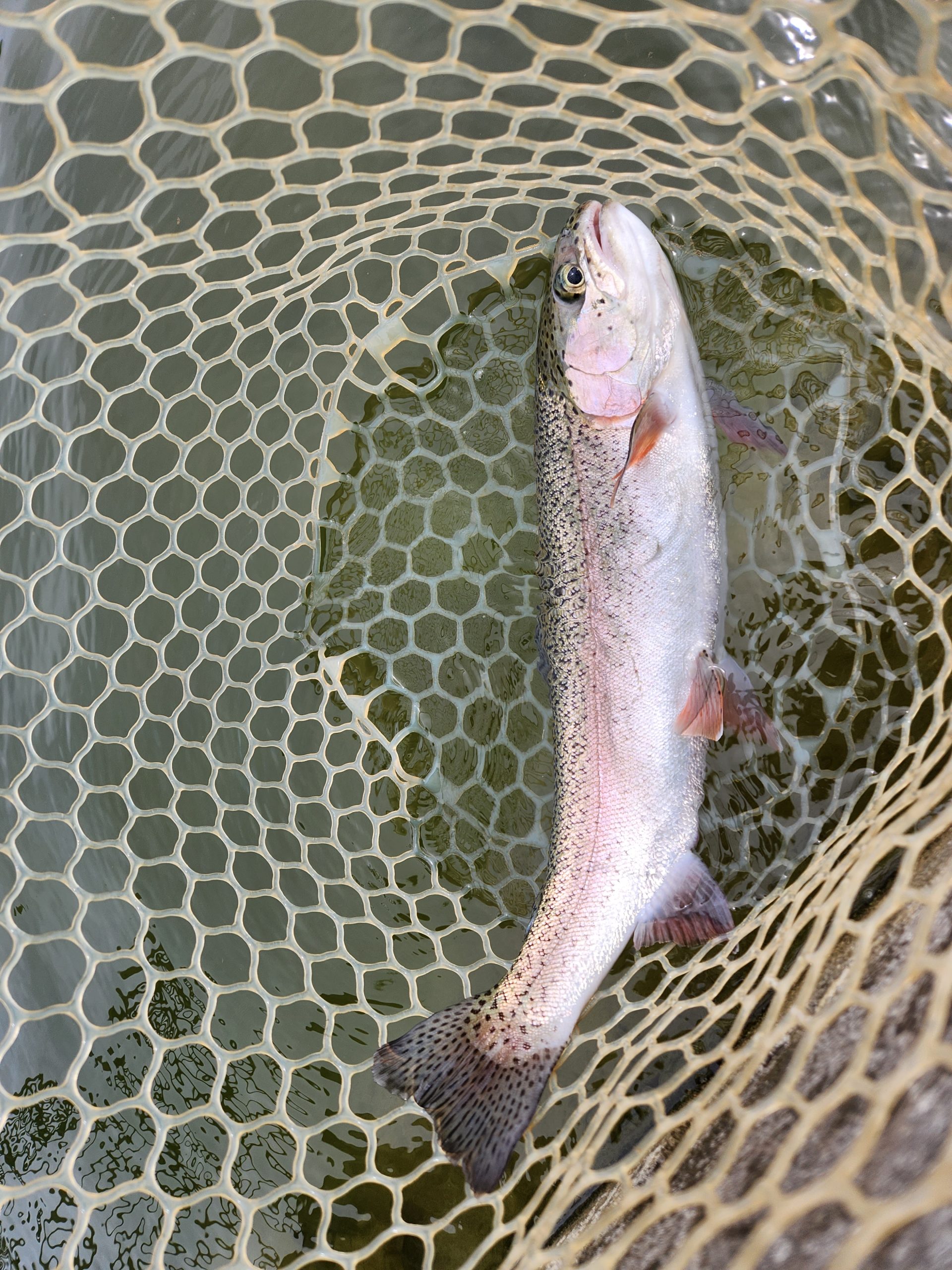 4月21日(火)　あきる野市　あさん