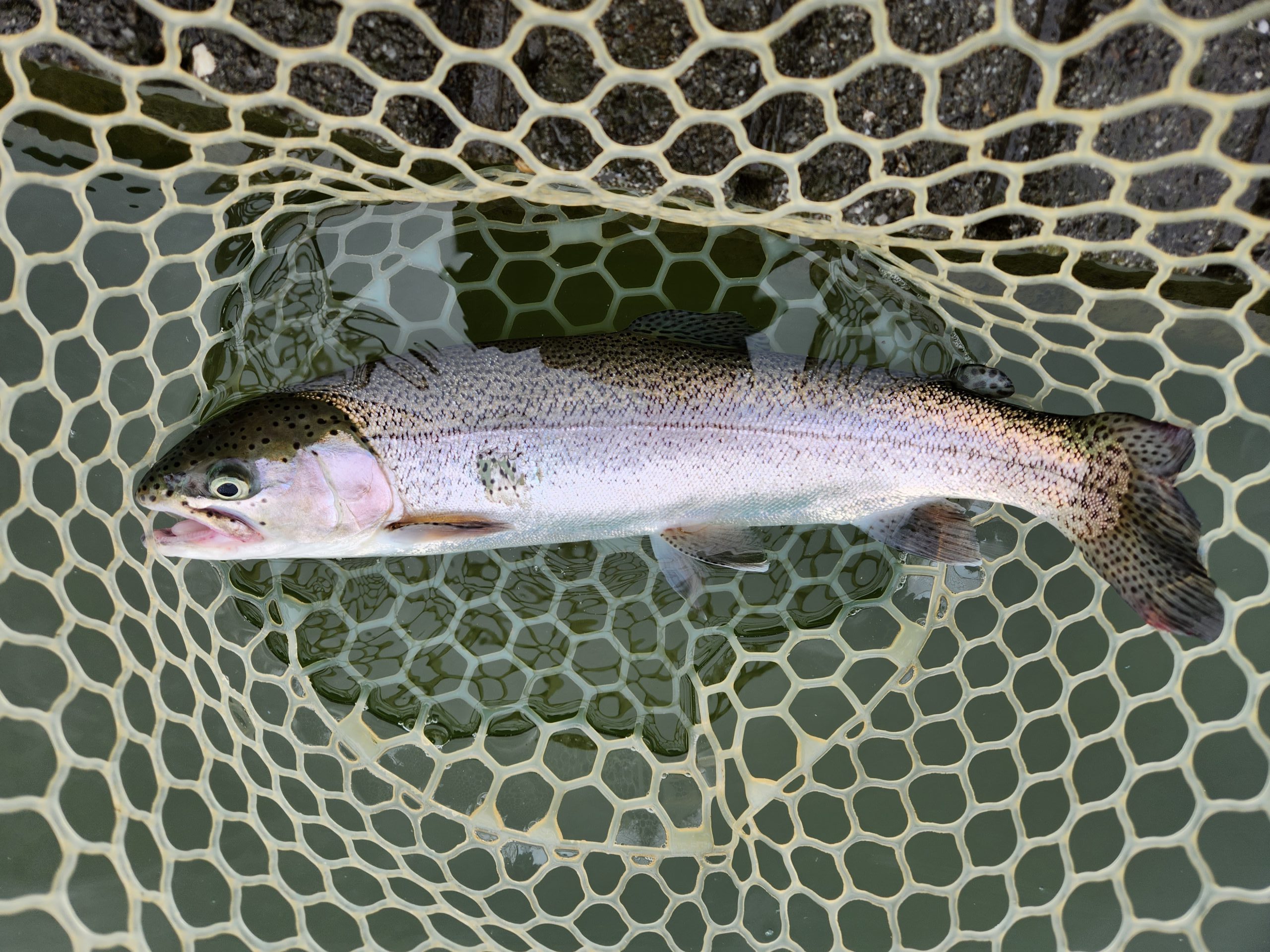 4月24日(金)あきる野市　a…hiranoさん