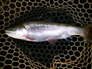 4月25日（土）立川市　ルースターさん