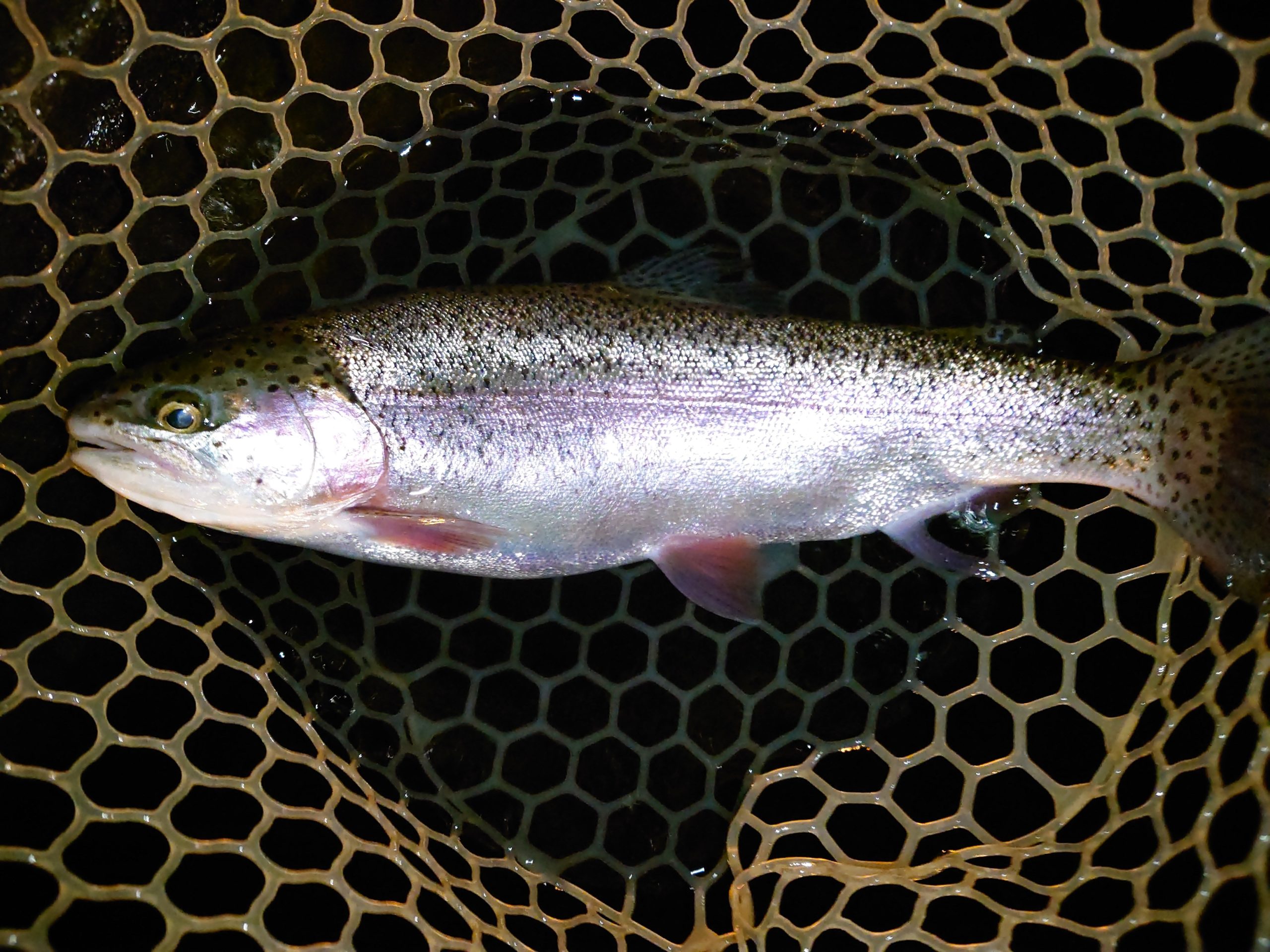 4月25日（土）立川市　ルースターさん