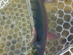 4月26日(日)　武蔵野市　武蔵野金魚さん