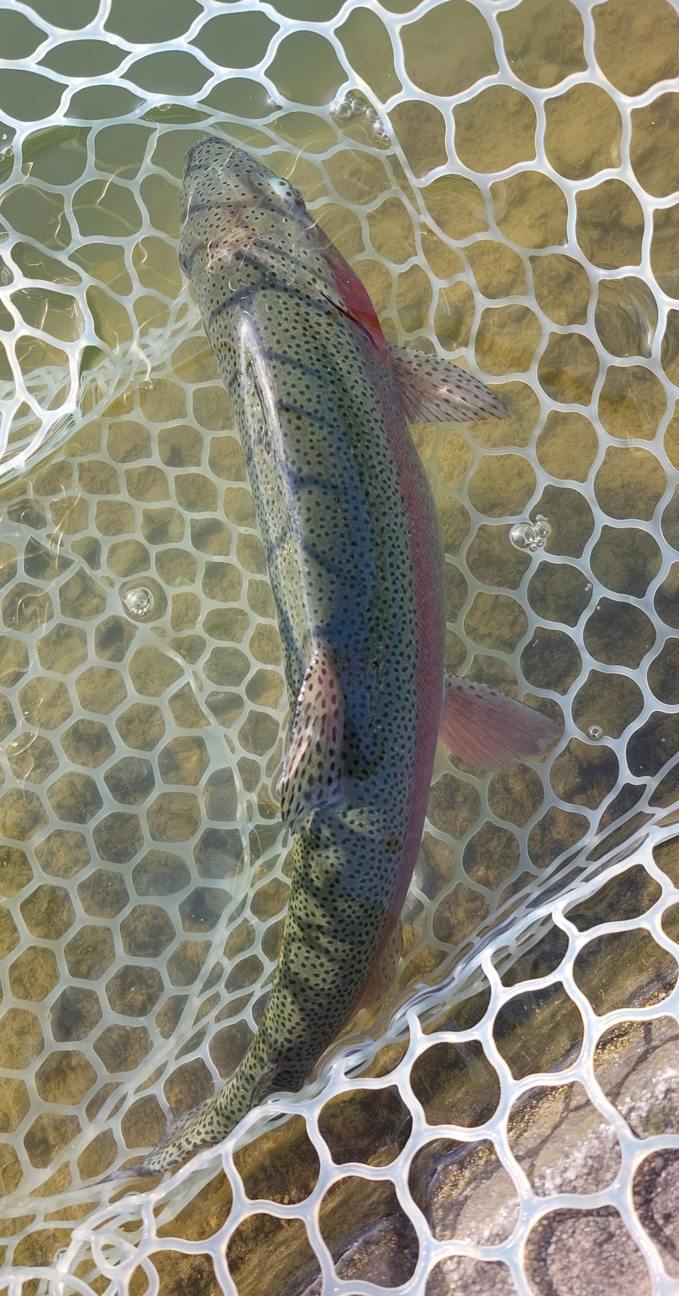 4月26日(日)　武蔵野市　武蔵野金魚さん