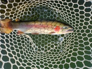 4月28日（火）　あきる野市　あさん