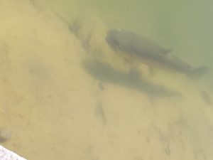 4月29日（水）武蔵野市　武蔵野君さん