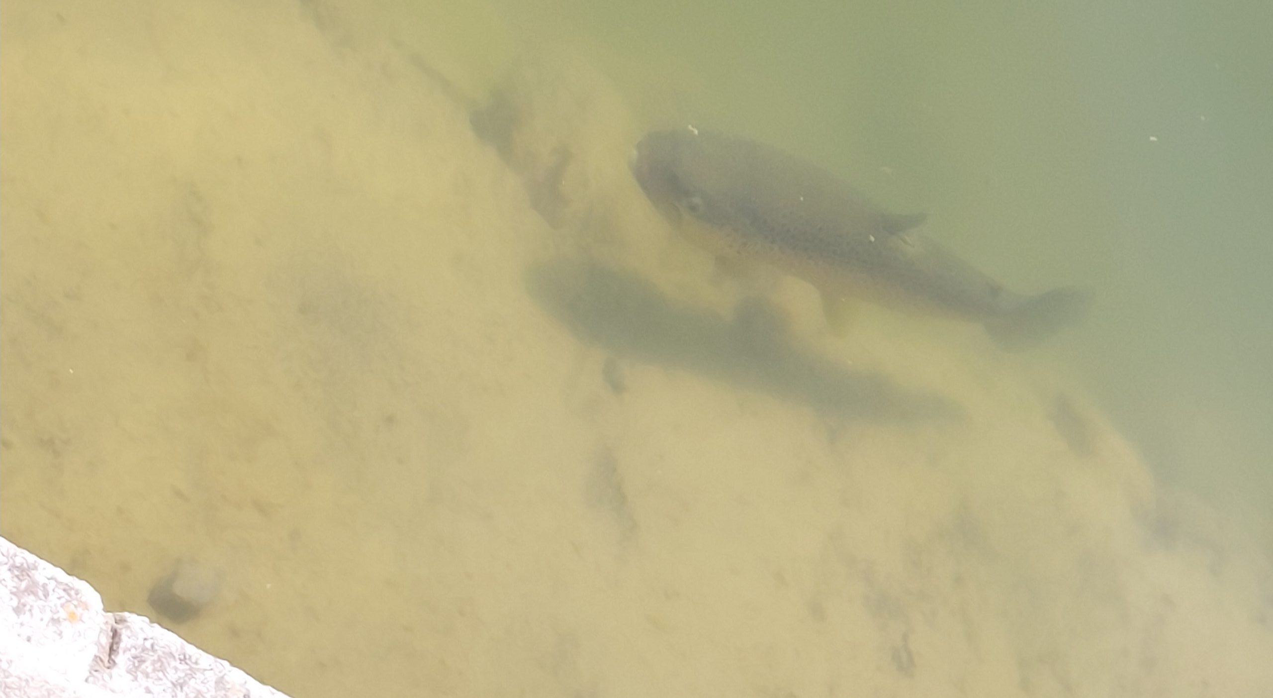 4月29日（水）武蔵野市　武蔵野君さん