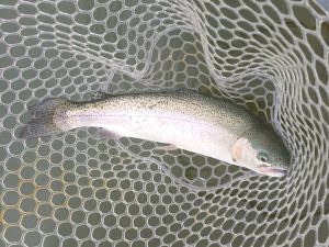 4月29日（水）市川市　RORSさん