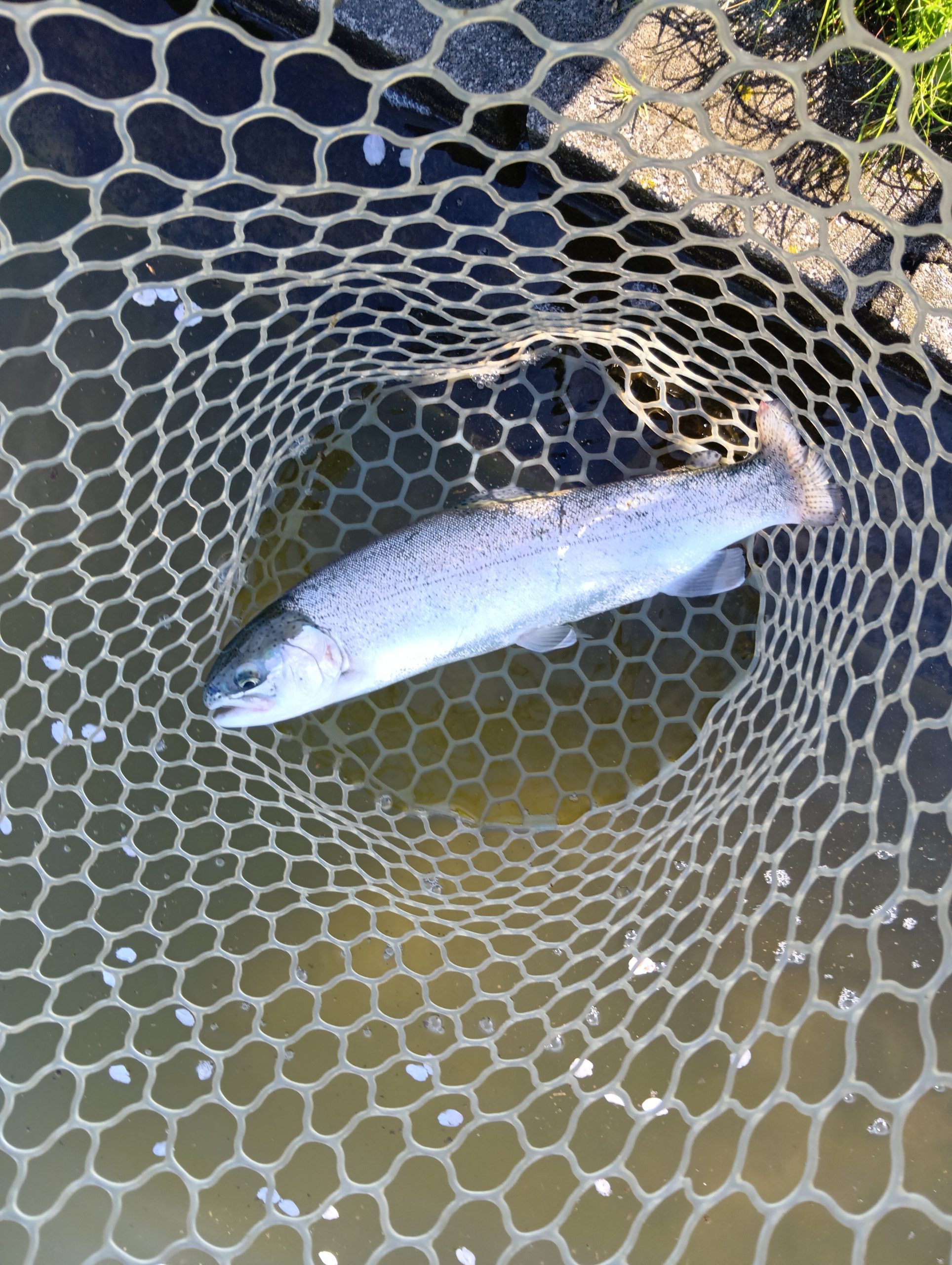 4月3日(金)所沢市 コロンレインボーさん