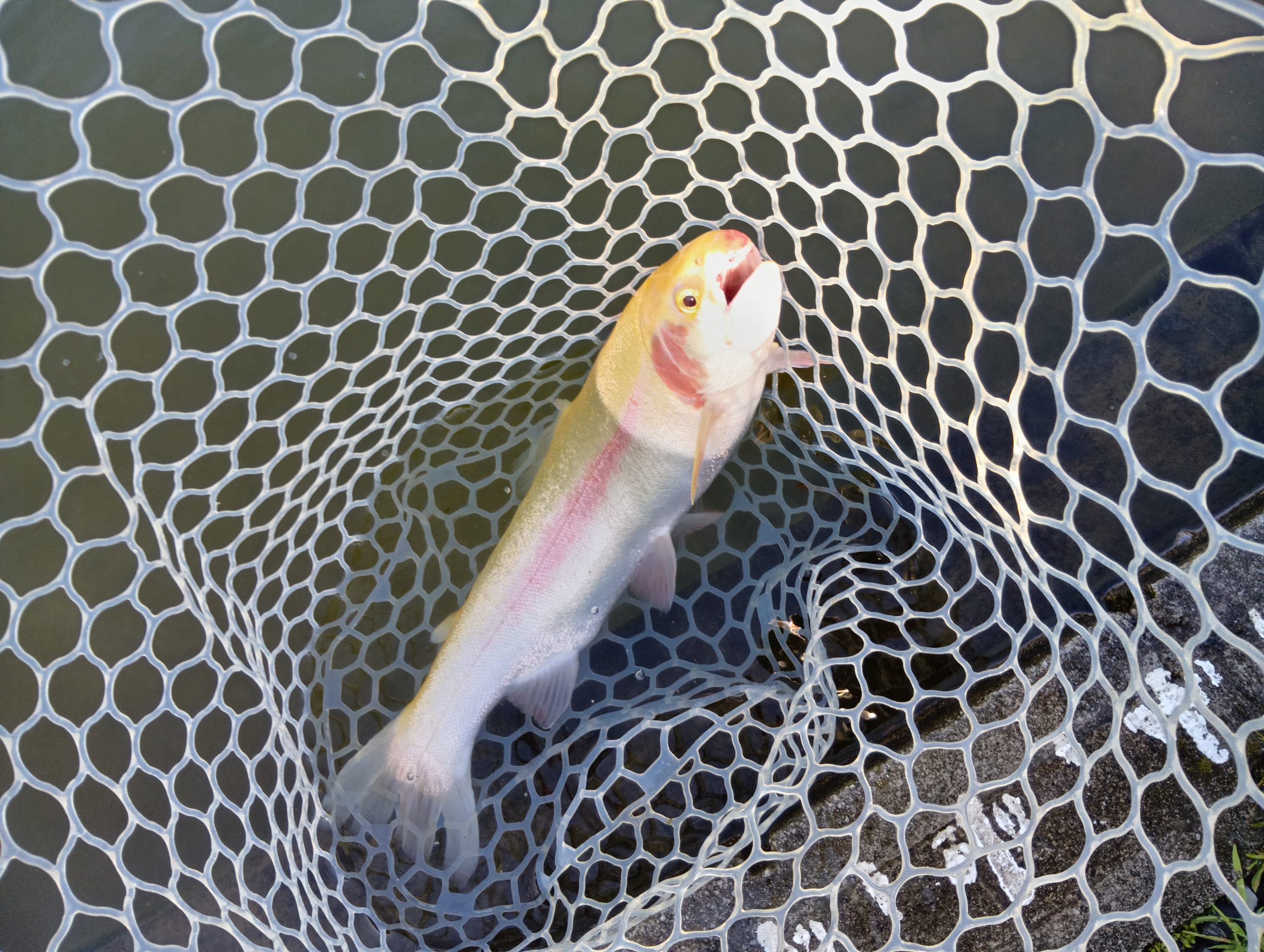 4月8日（水）所沢市　コロンレインボーさん