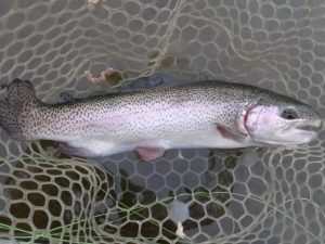 4月19日（日）三鷹市　kazu53さん