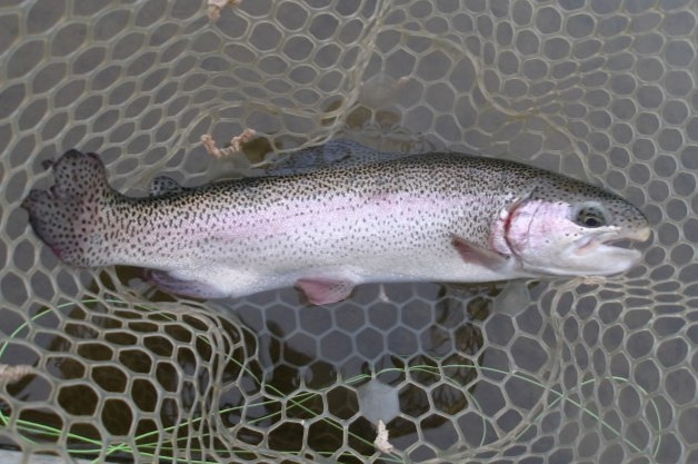 4月19日（日）三鷹市　kazu53さん