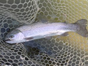 4月12日（日）三鷹市　kazu53さん