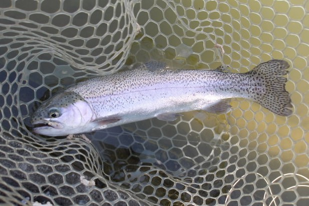 4月12日(日)三鷹市 kazu53さん