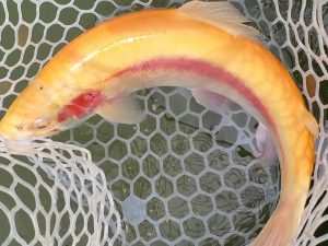 4月24日(金)入間市　鮎釣り始まるさん