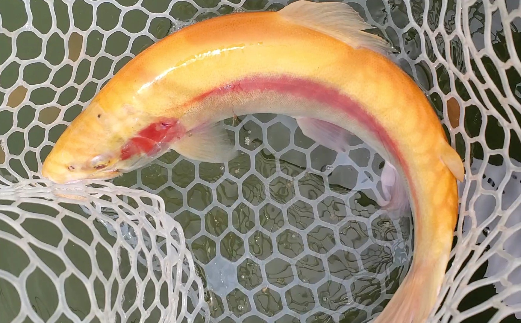 4月24日（金）入間市　鮎釣り始まるさん