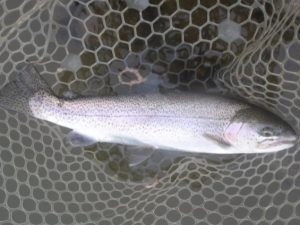 4月5日（日）三鷹市　kazu53さん