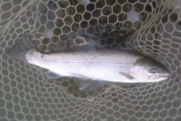 4月5日(日)三鷹市 kazu53さん