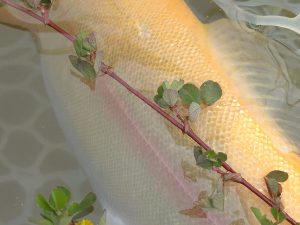 4月15日（水）福生市　ミーナさん