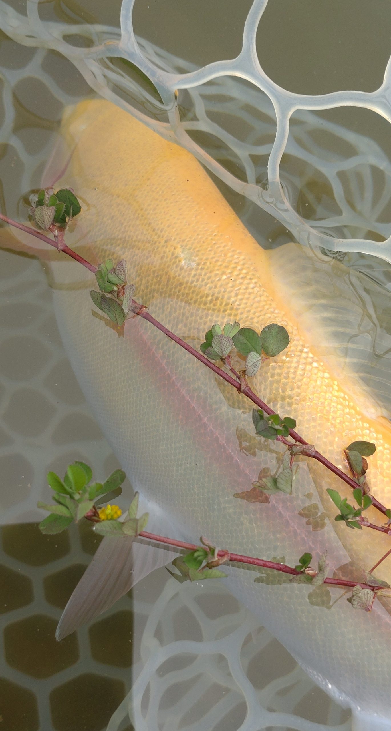 4月15日（水）福生市　ミーナさん