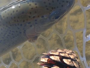 4月17日(金)　福生市　ミーナさん