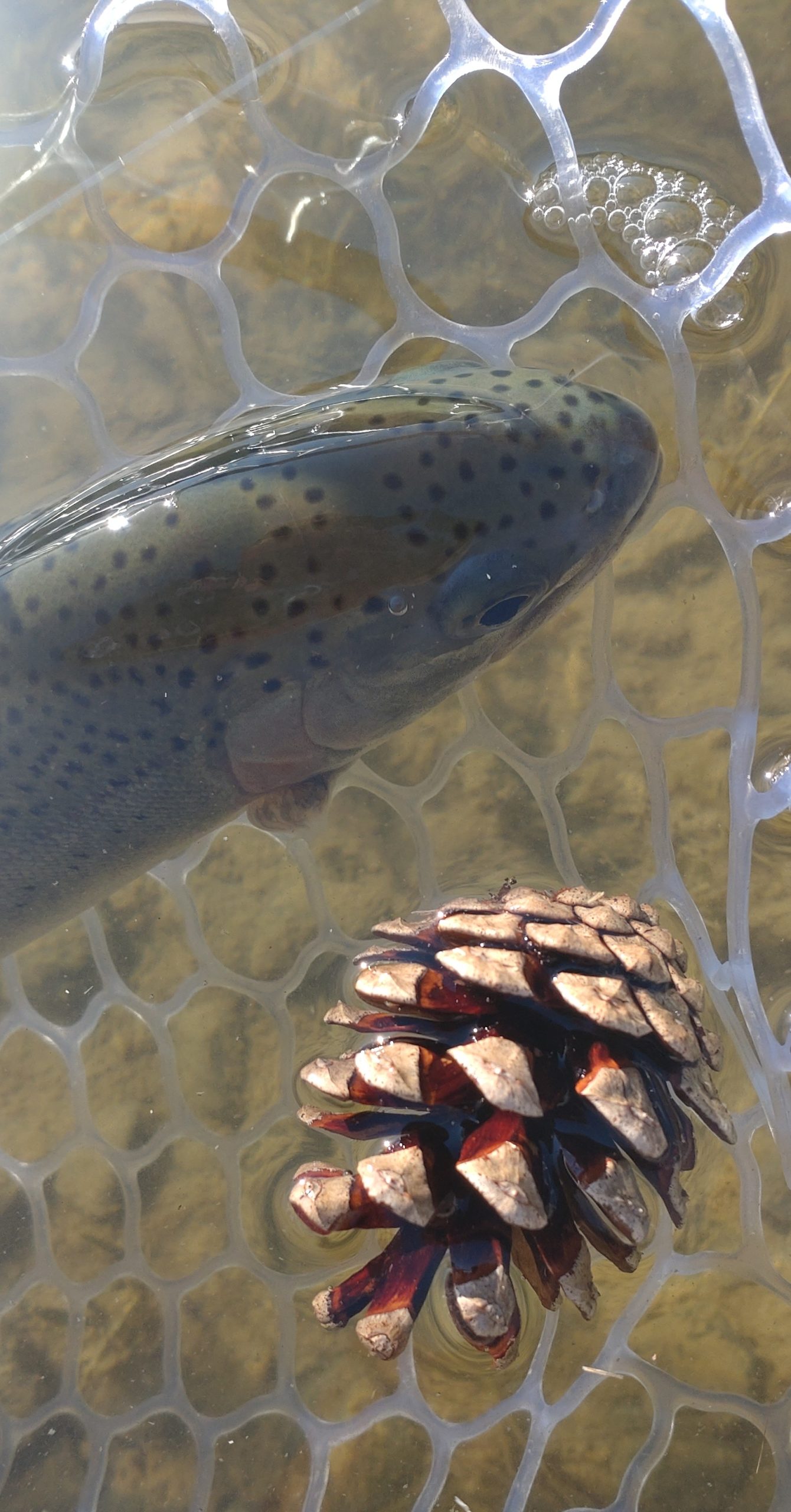 4月17日(金)　福生市　ミーナさん