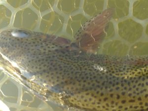 4月8日（水）福生市　ミーナさん