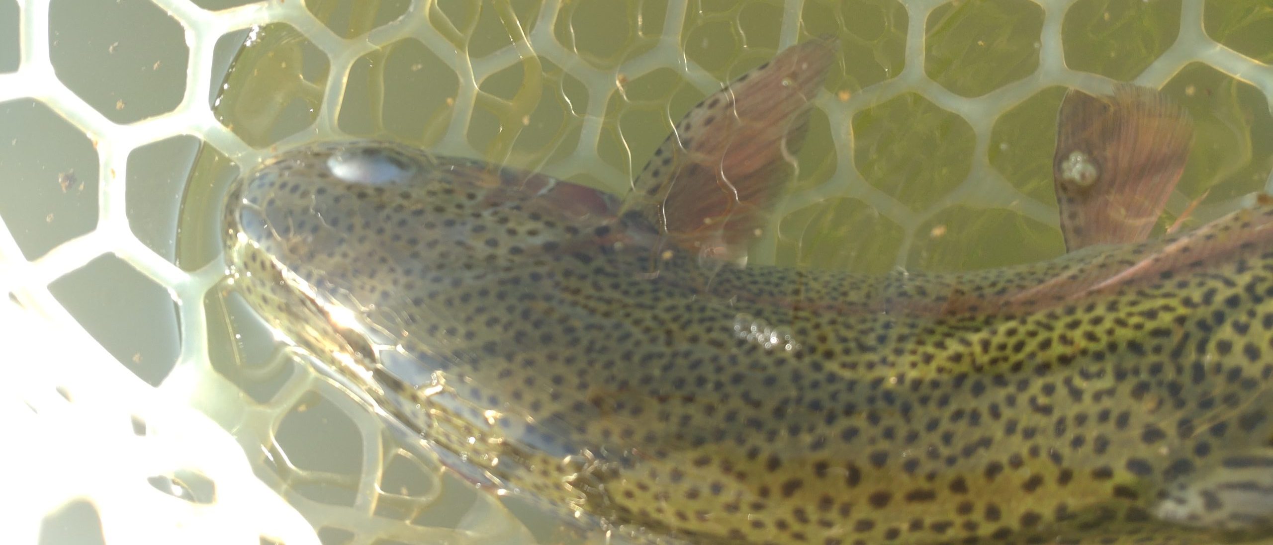 4月8日(水)福生市 ミーナさん