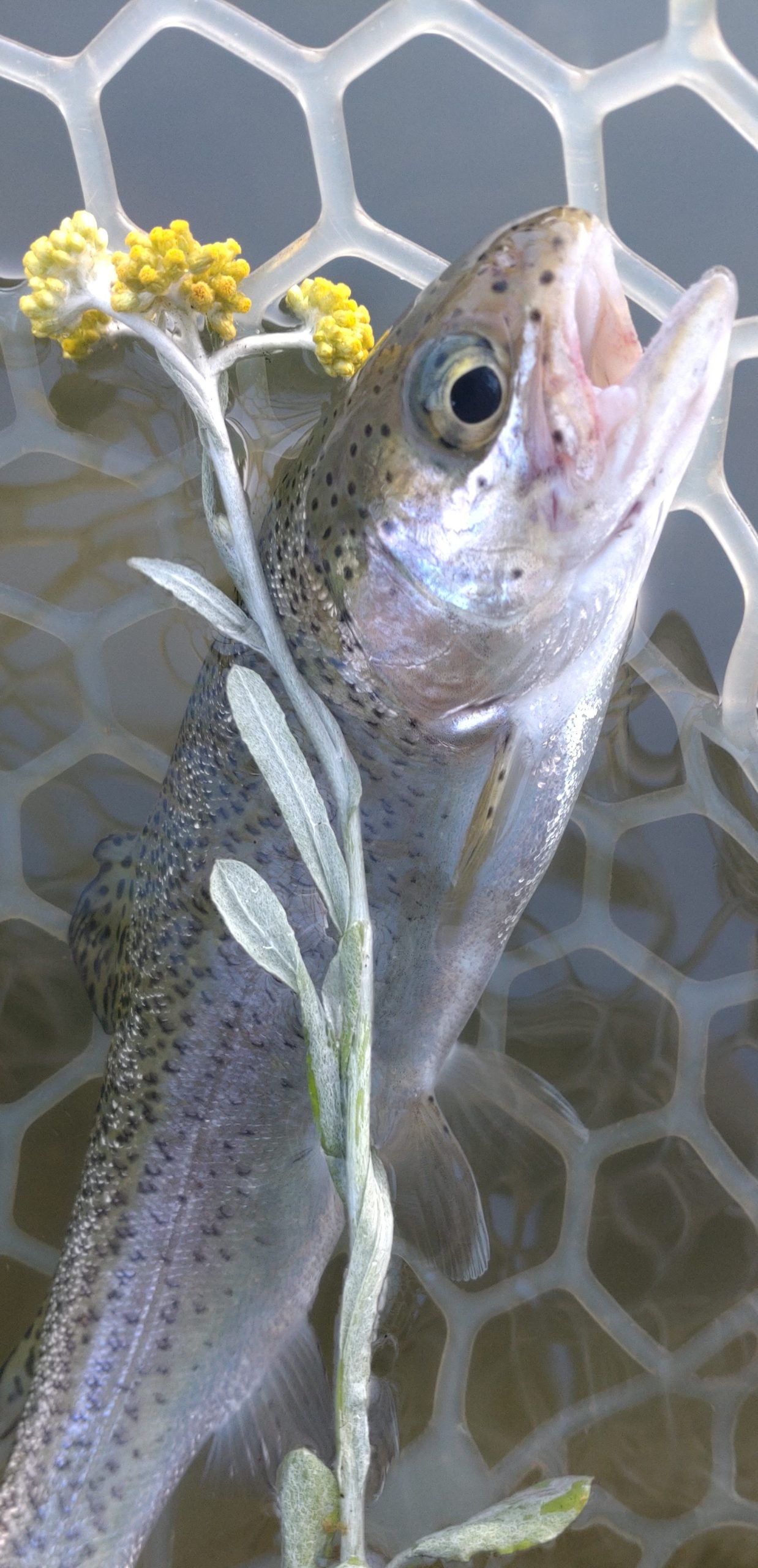 4月20日（月）福生市　ミーナさん