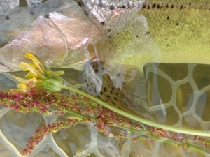 4月28日（火）福生市　ミーナさん