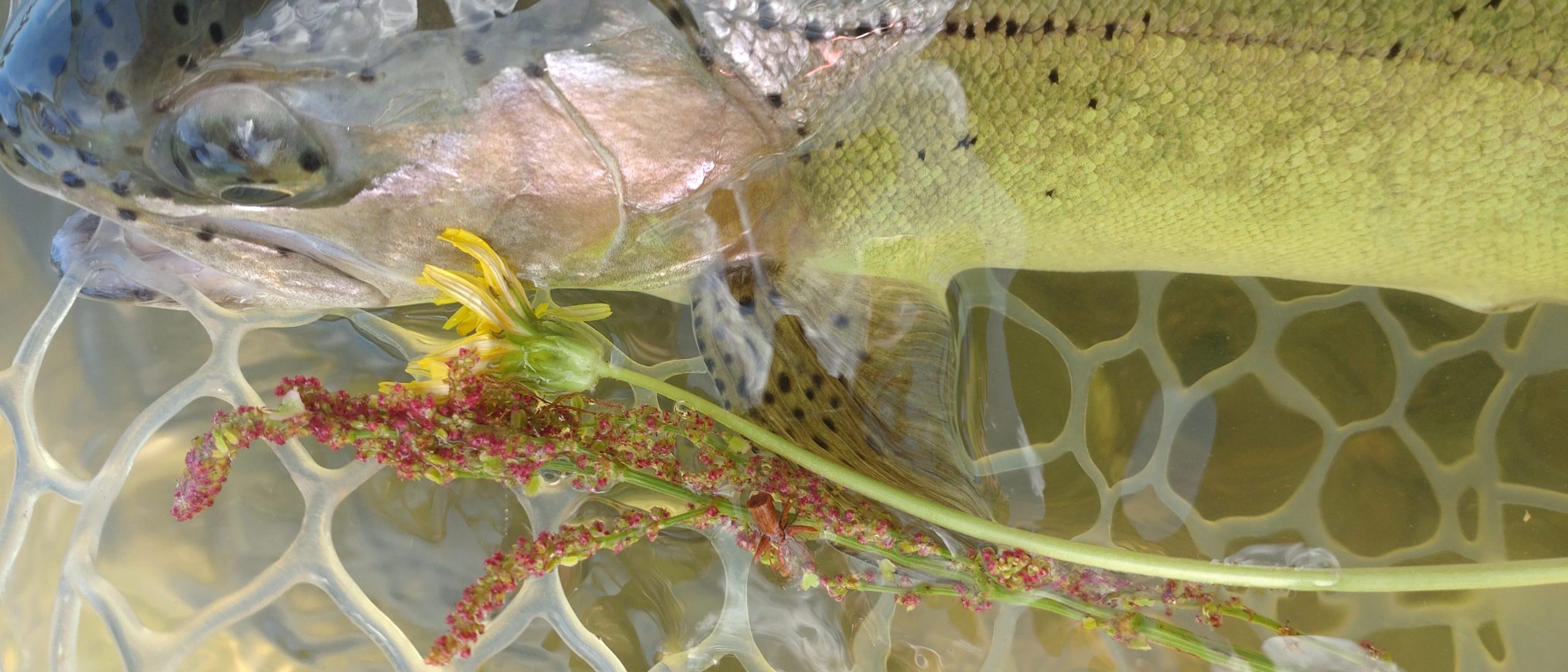 4月28日（火）福生市　ミーナさん