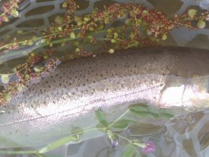 4月22日（水）福生市　ミーナさん