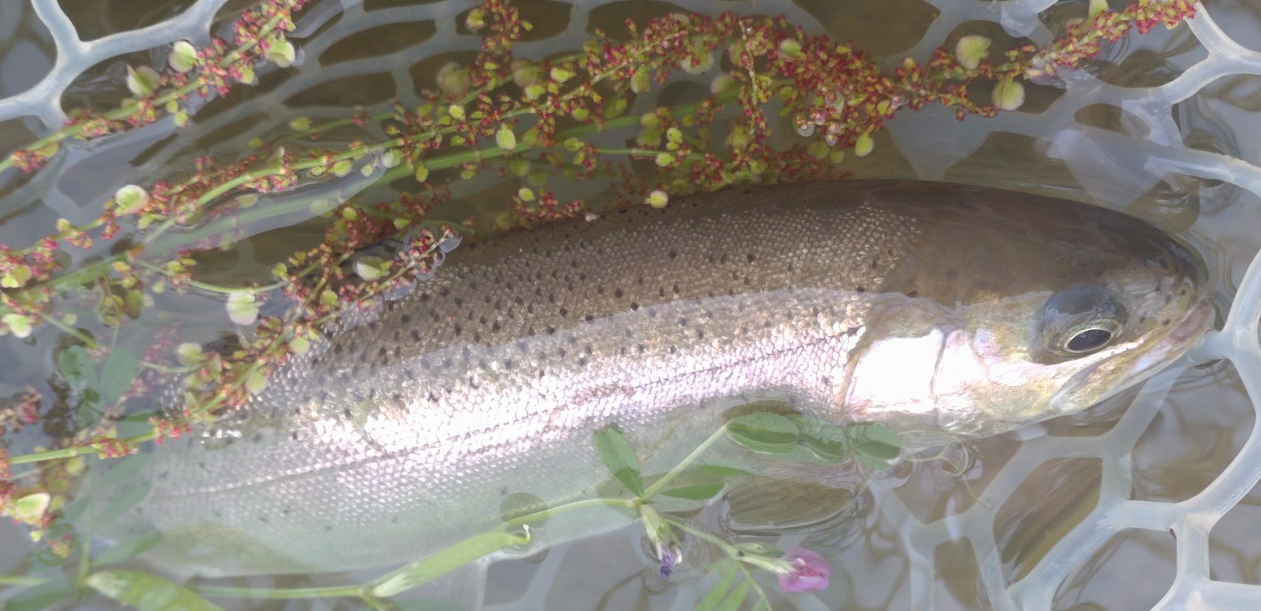 4月22日（水）福生市　ミーナさん