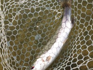 4月8日（水）日の出町　田村さん