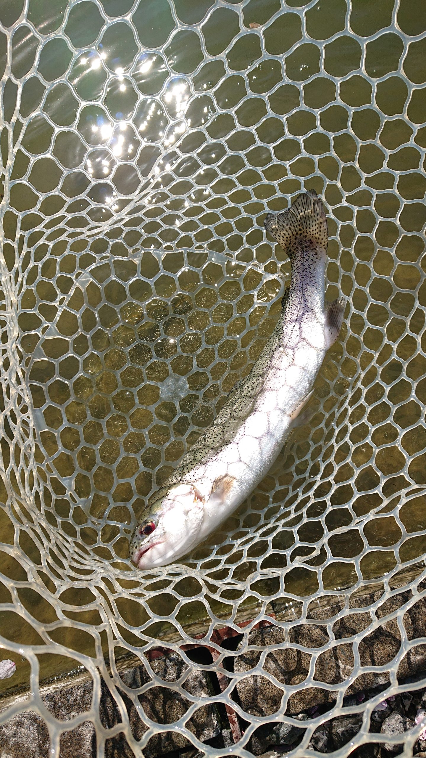 4月8日（水）日の出町　田村さん