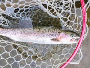 4月15日（水）坂戸市　KOさん